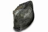 Polished Fossil Dinosaur Bone (Gembone) Section - Wyoming #309388-1